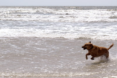 Izzy swimming in the ocean on Topsail Island, NC