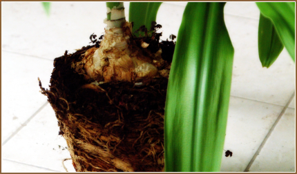 Root-bound plant